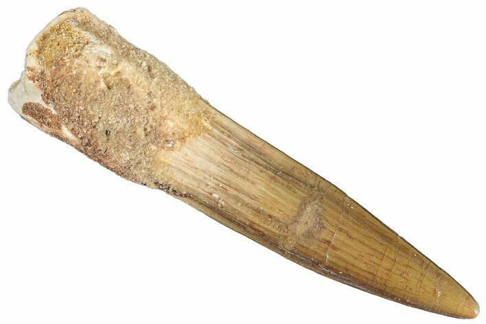 Bargain, Fossil Spinosaurus Tooth - Real Dinosaur Tooth #268906